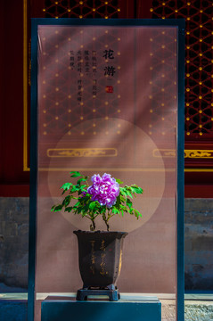 北京故宫牡丹花展