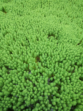 水草
