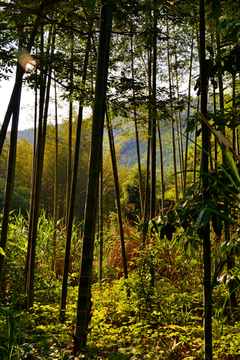 竹林风景