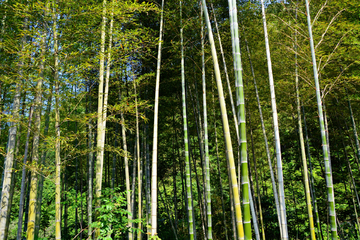 竹林风景