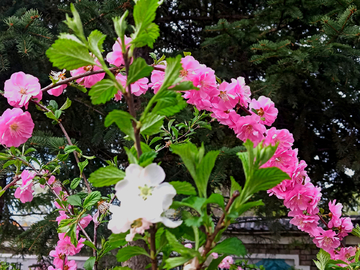 榆叶梅花