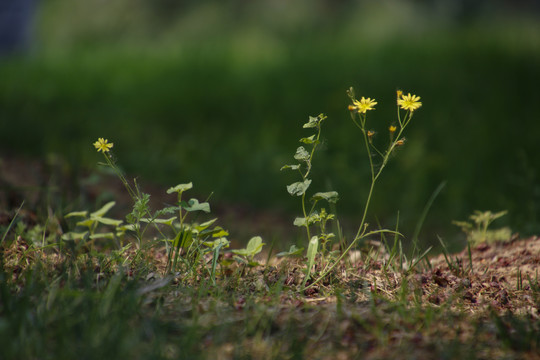 草地上的黄花