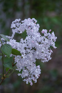 紫丁香花