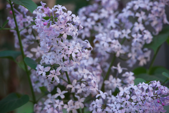 紫丁香花