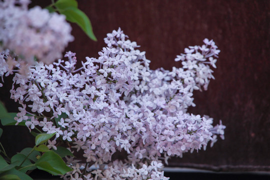 丁香花