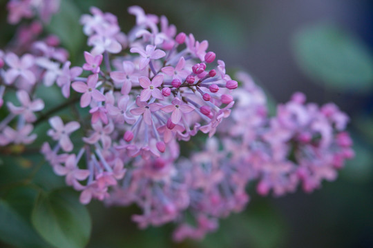 丁香花