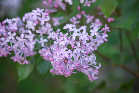 丁香花