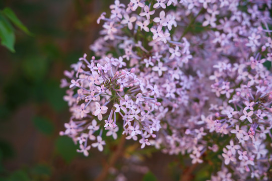 丁香花