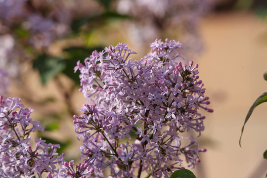 丁香花