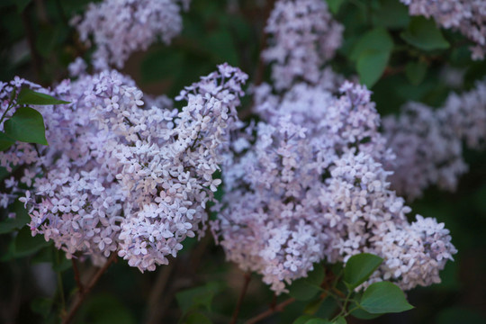 丁香花