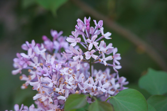 紫丁香花