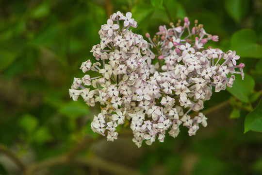 丁香花