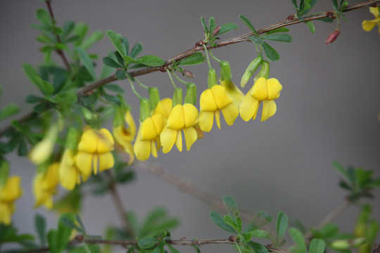 树上黄花