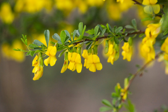 黄花