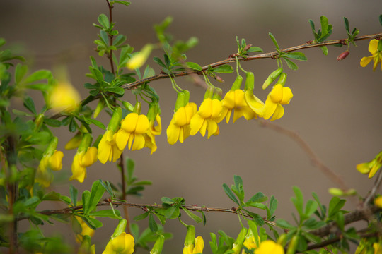 黄花