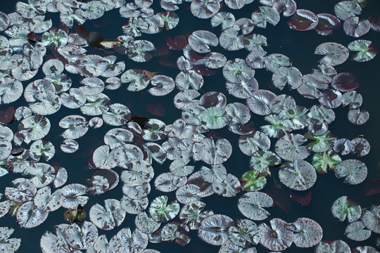 龙凤湿地湿地