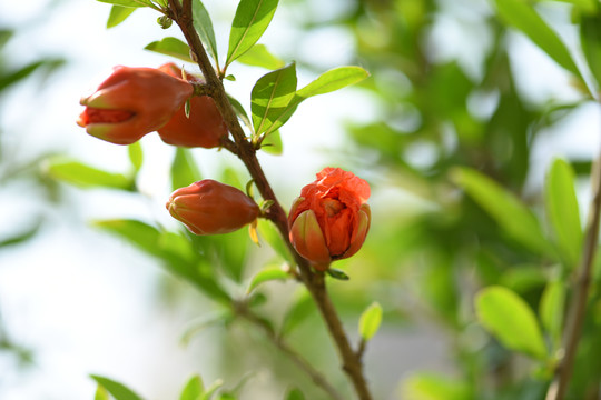 石榴花