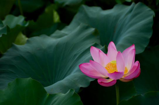 荷花莲花