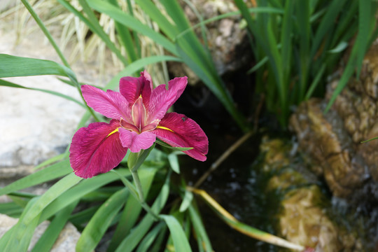 鸢尾花