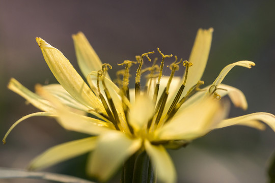 苦荬菜