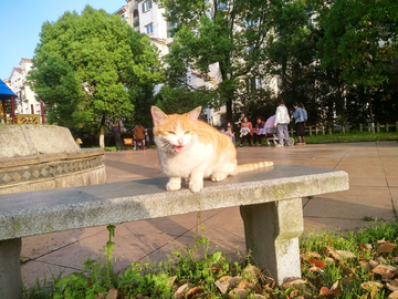 懒猫