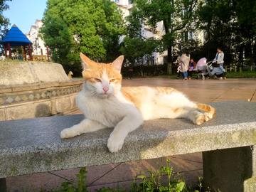 懒猫