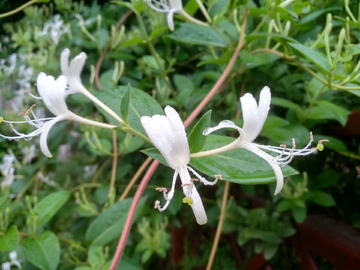 金银花