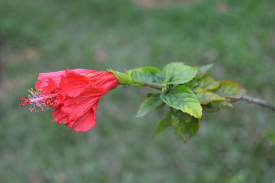 扶桑花