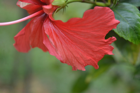 朱槿花瓣