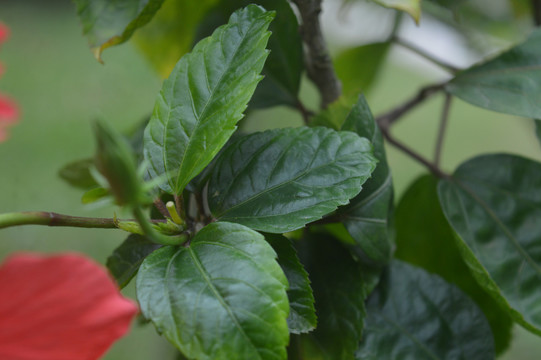 扶桑植物