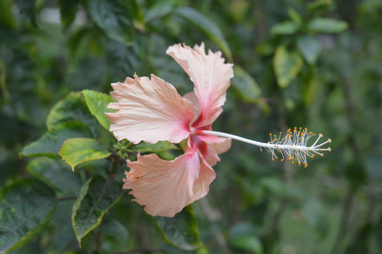 单瓣扶桑花