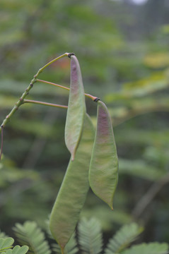 豆荚子