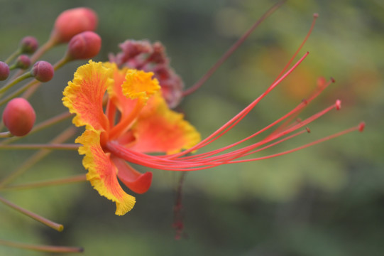 凤凰花