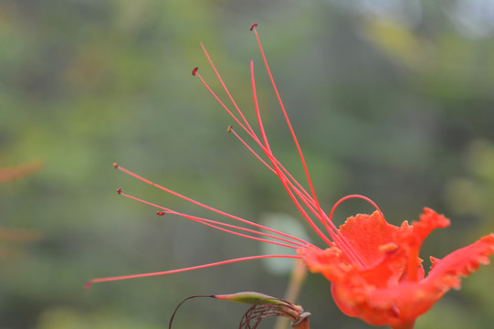 凤凰花花蕊