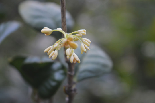 桂花花蕊