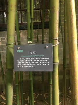 托竹