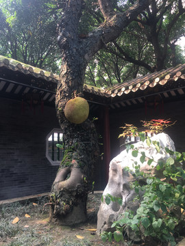 清晖园榴莲树