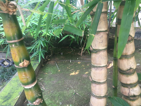 佛肚竹