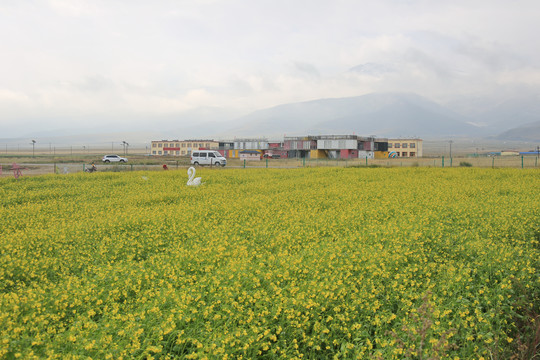 高原油菜花