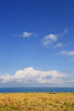 青海留念油菜花田园美景