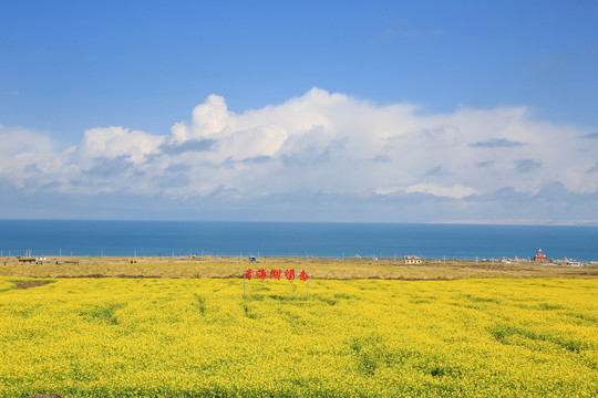 海天一色青海湖油菜花开