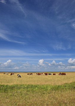 广角拍摄牛群吃草