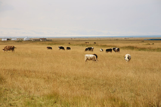 青海湖牧场牛群