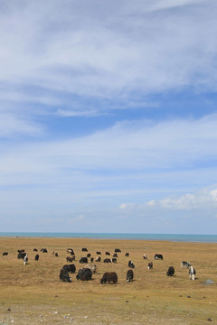蓝天下的青海湖牦牛牧场
