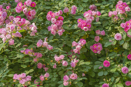 蔷薇花