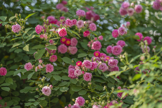 蔷薇花
