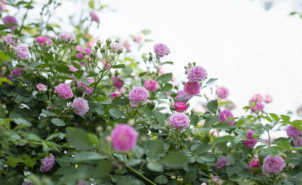 蔷薇花