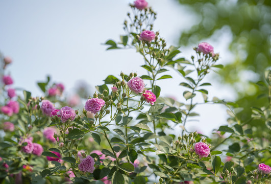 蔷薇花