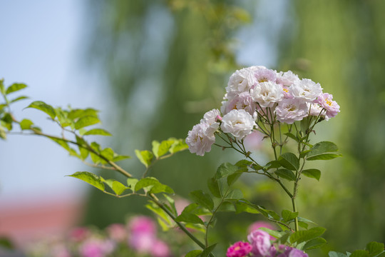 蔷薇花