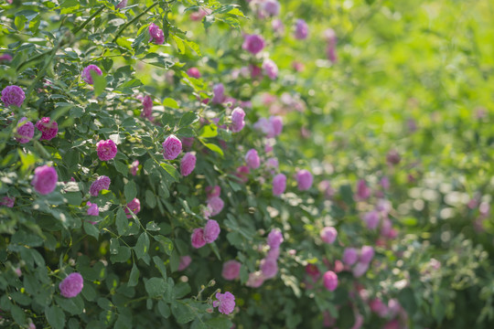 蔷薇花